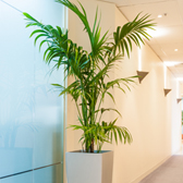 Office Indoor Plants